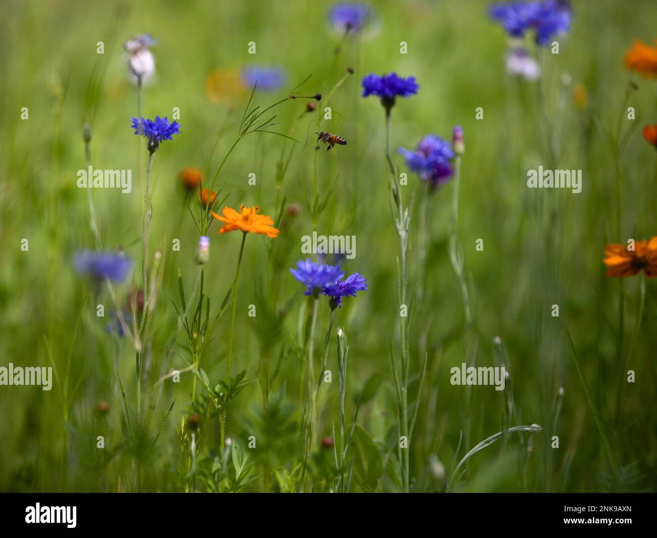 Farfalla in prato di fiori selvatici Foto Stock