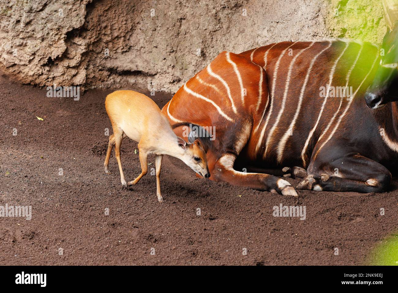 Bongos giovani orientali - Tragelaphus eurycerus - una foresta notturna erbivora ungulato con impressionante rosso-marrone mantello e Spiralled Horns. Foto Stock