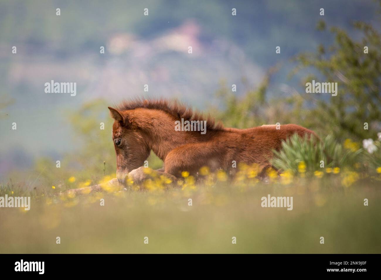 Questi bellissimi cavalli selvaggi vivono in Italia per sempre gratis Foto Stock