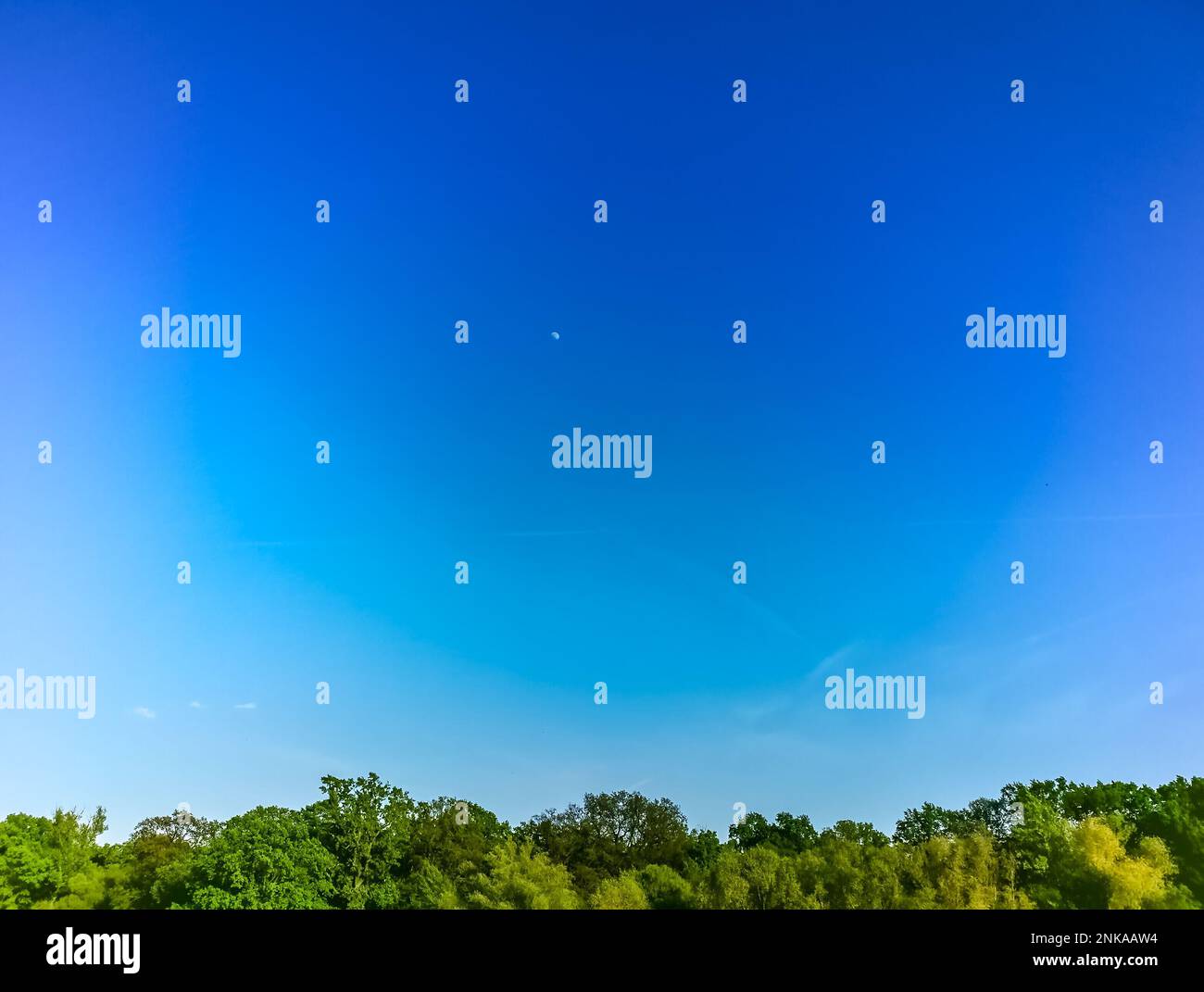 Bel cielo blu con piccola luna sopra alti alberi pieni di foglie Foto Stock