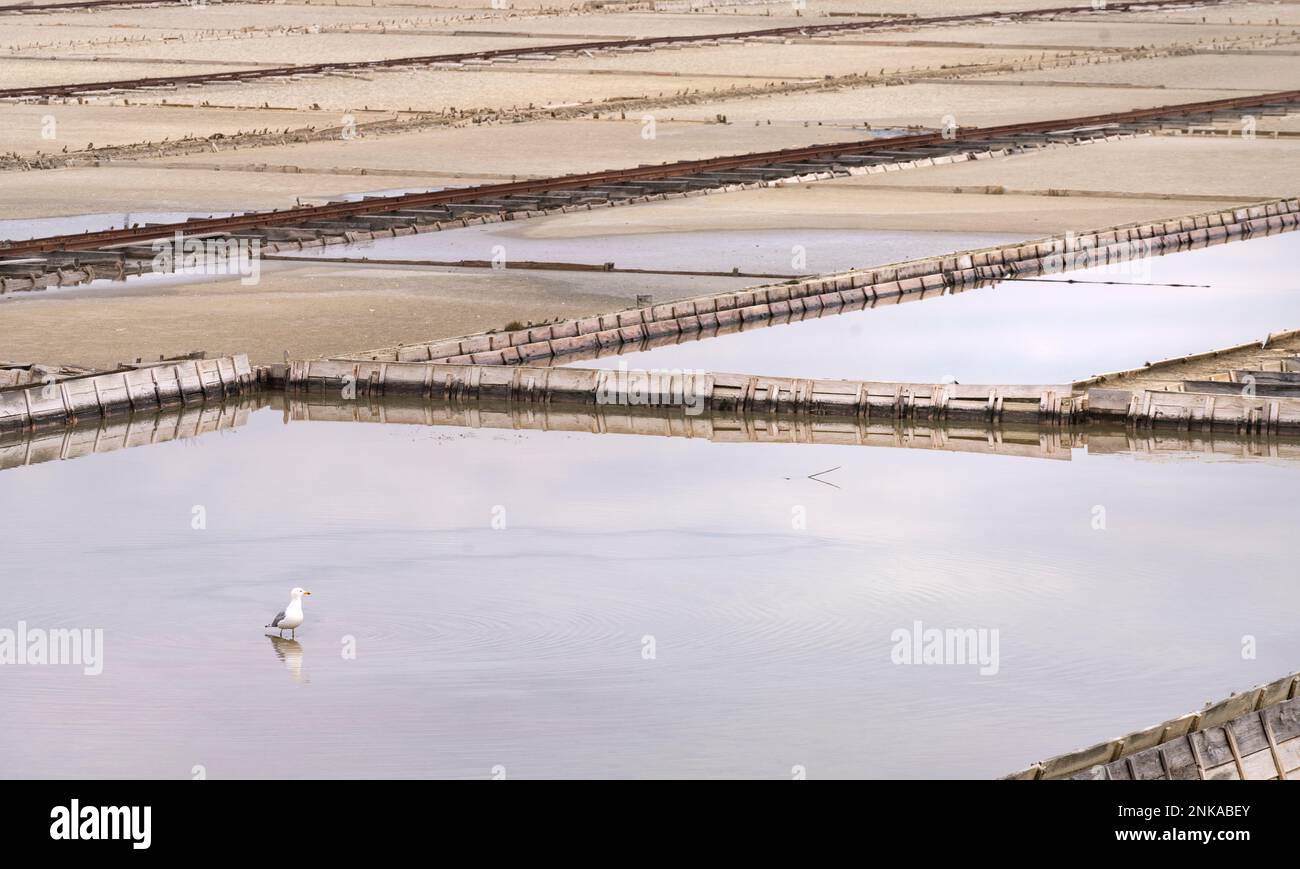 Vista panoramica invernale delle piscine marine nella Salina di Secovlje, Slovenia Foto Stock