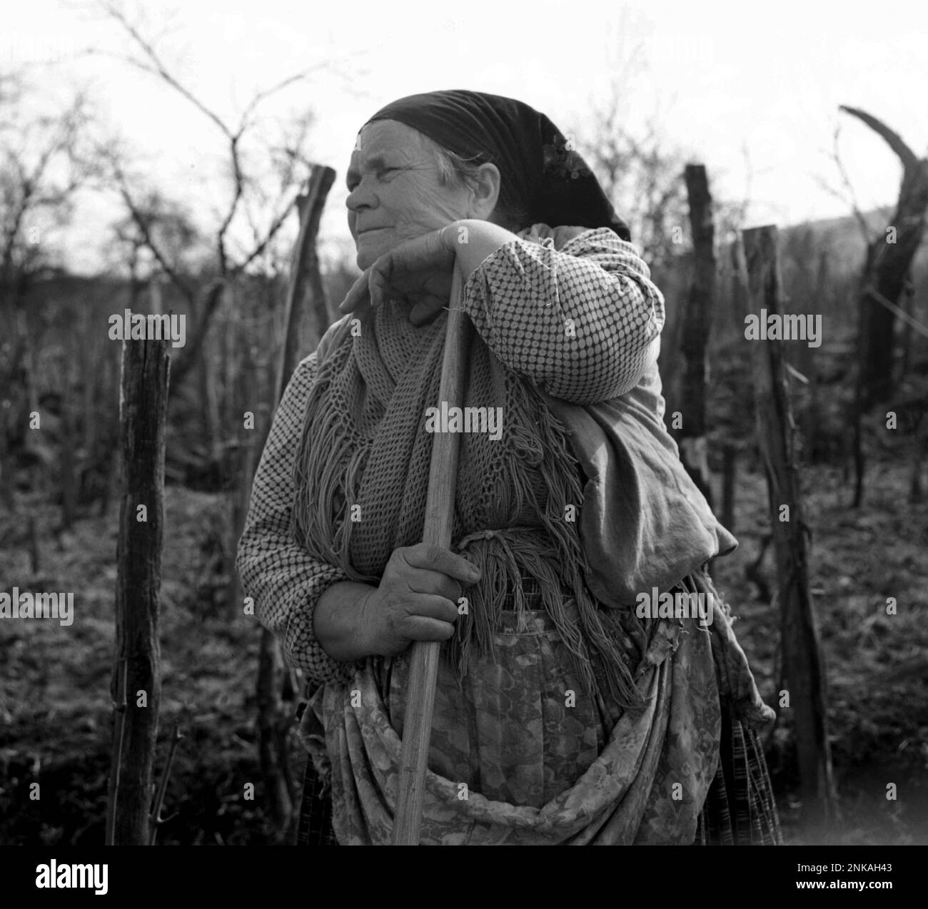 Contea di Suceava, Repubblica socialista di Romania, circa 1980. Donna anziana che lavora nel suo giardino. Foto Stock