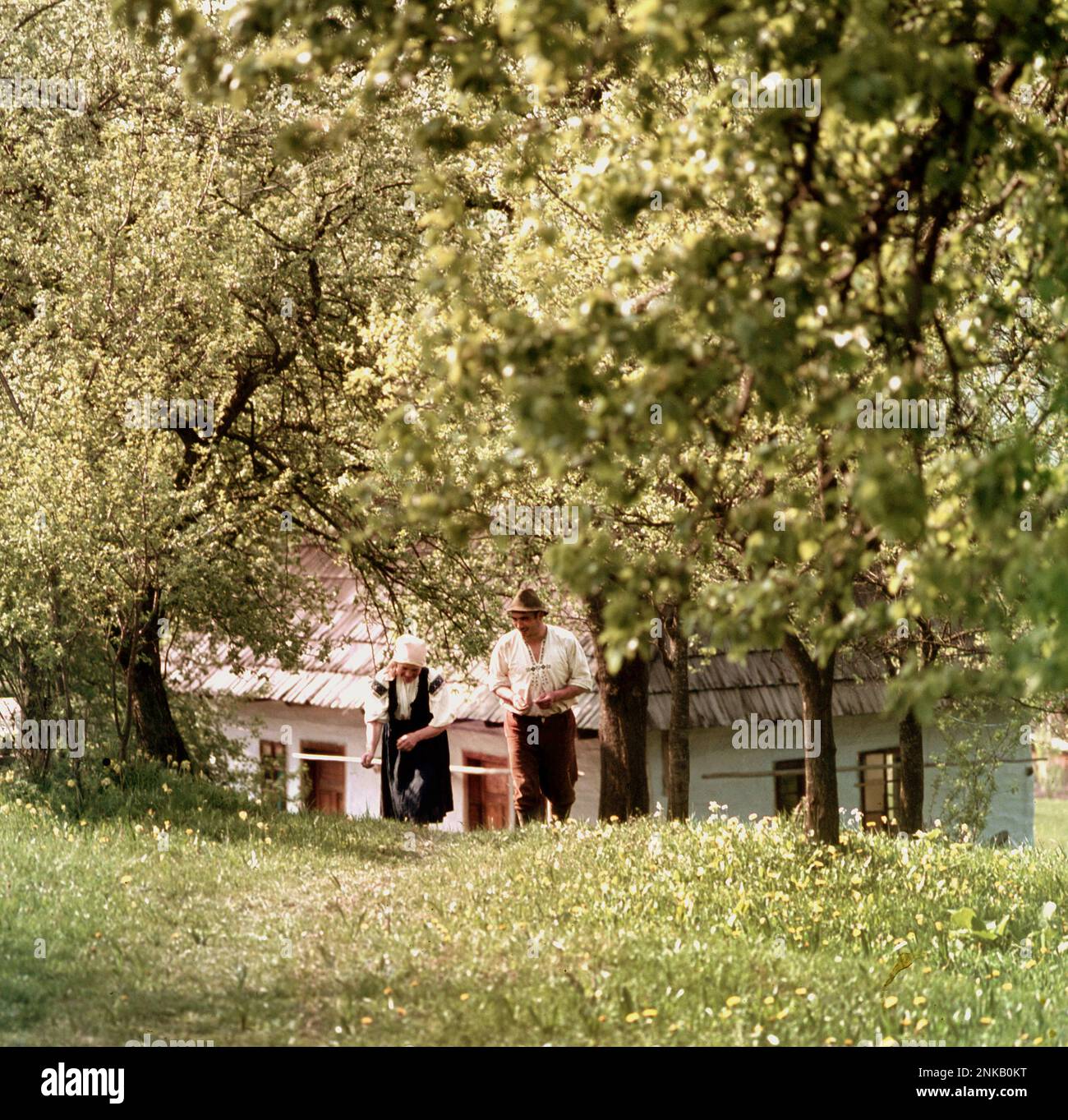 Contea di Suceava, Romania, circa 1978. Una coppia in una zona rurale che indossa abiti tradizionali rumeni, salendo la collina attraverso un frutteto. Foto Stock