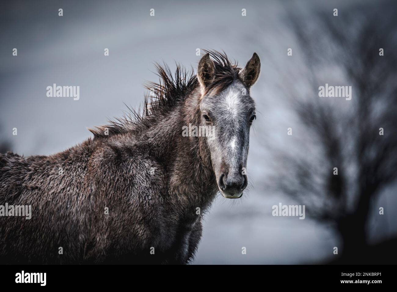 Questi bellissimi cavalli selvaggi vivono in Italia per sempre gratis Foto Stock