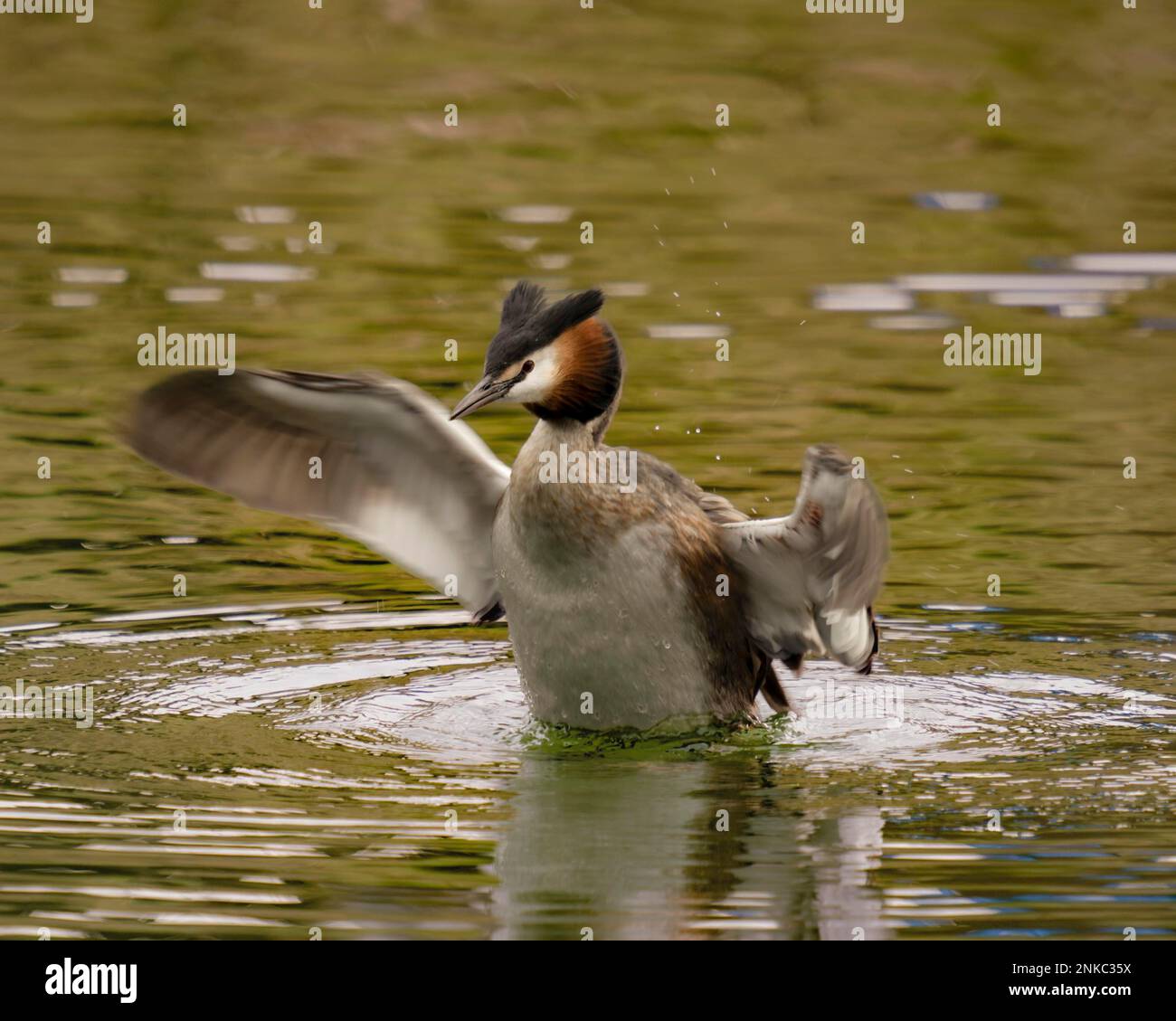 Grebe grande crestato (Podiceps cristatation), ali di diffusione, in acqua, goccioline d'acqua Foto Stock