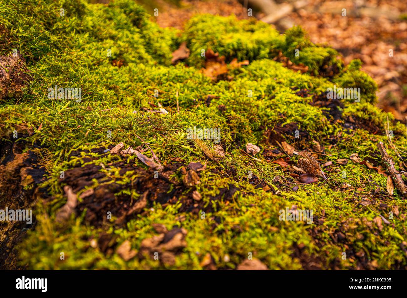 Muschio che cresce sul ceppo di un albero morto, Hannover, bassa Sassonia Germania Foto Stock