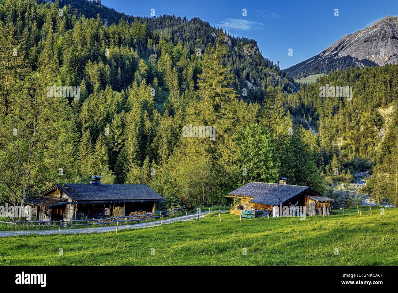 Rifugi nelle montagne del Karwendel, Engtal vicino ad Ahornboden, foresta di montagna mista con larici, abeti, spruces, faggi, alberi di frassino, sotto un blu Foto Stock