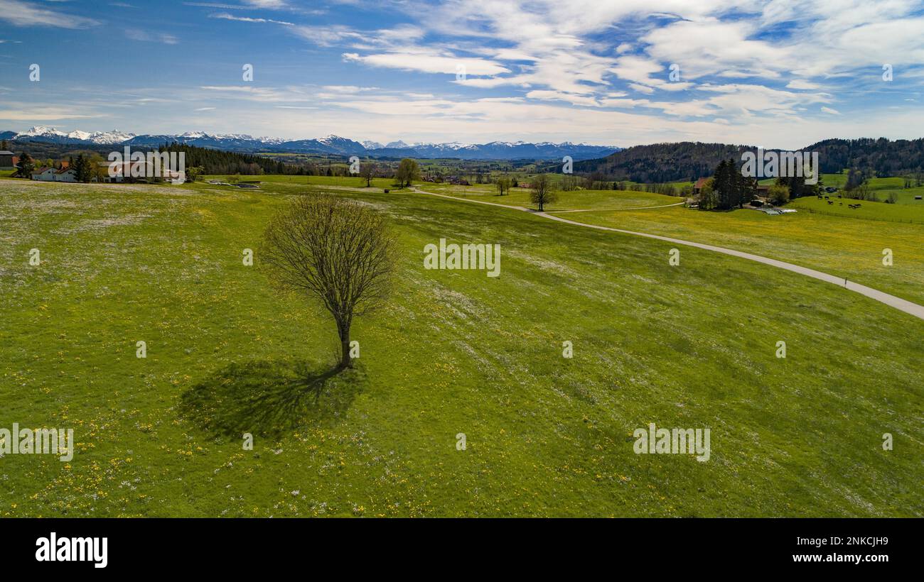 Albero in un prato di foraggio vicino a Kempten in Allgaeu, sullo sfondo le Alpi Allgaeu, Baviera, Germania Foto Stock
