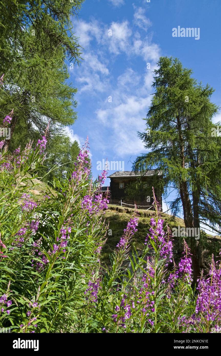 Fattoria di montagna nell'alta valle di Livigno, Svizzera Foto Stock