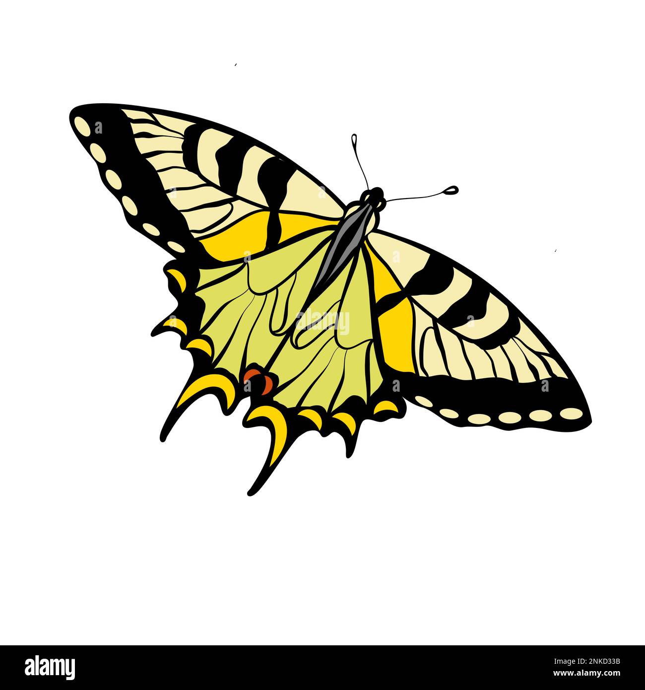 Illustrazione del vettore farfalla swallowtail della tigre Illustrazione Vettoriale