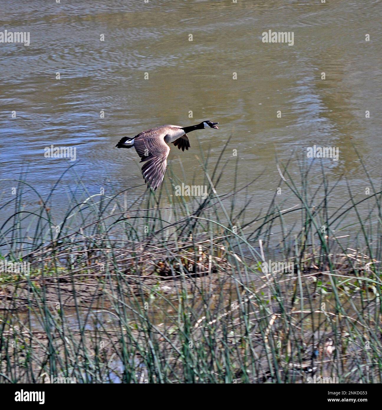 L'oca canadese sorvola Alameda Creek a Union City, California Foto Stock