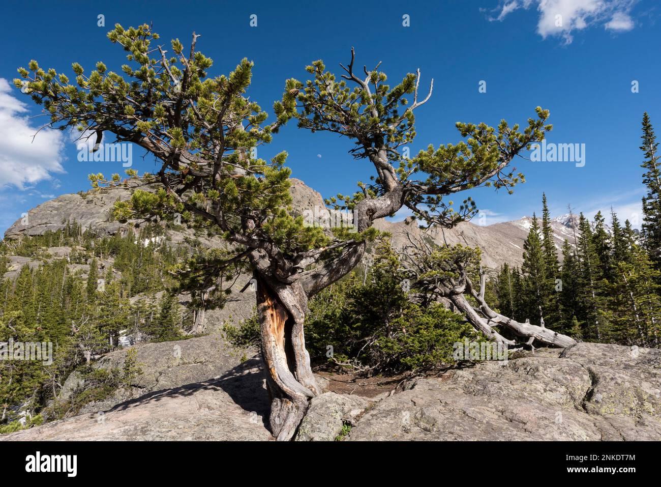 Un albero di pino Limber incornicia la Luna crescente al Parco Nazionale delle Montagne Rocciose, Colorado. Foto Stock