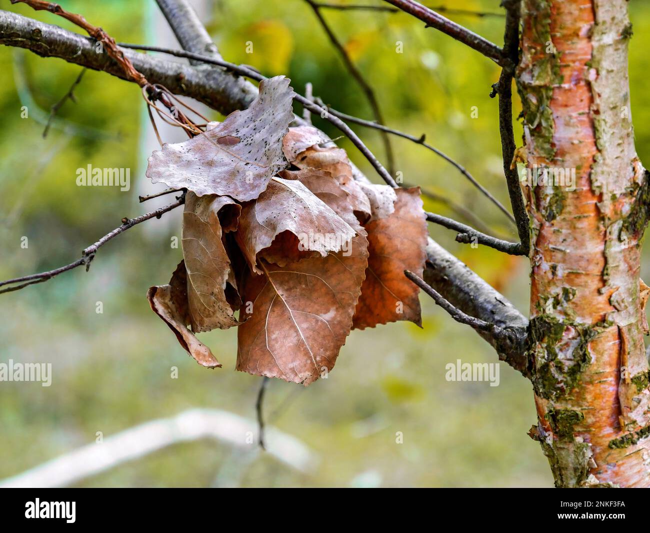 Foglie di autunno appassite su un albero di betulla Foto Stock