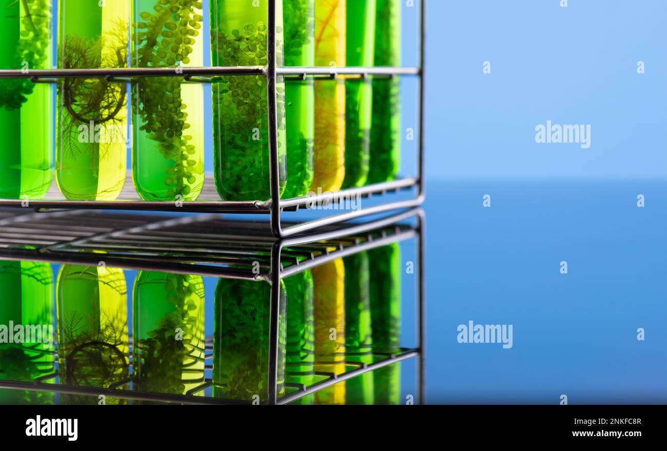 Laboratorio di ricerca per l'industria dei biocarburanti alle alghe per alternative al combustibile fossile alle alghe o al biocarburante alle alghe. Foto Stock