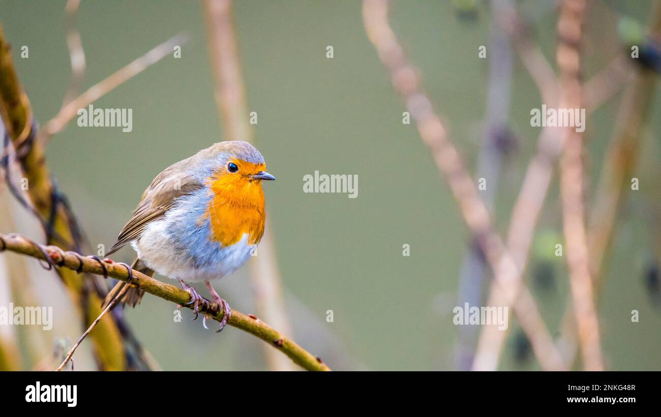 Ritratto del robin europeo (Erithacus rubecula) che si erige sul ramo Foto Stock