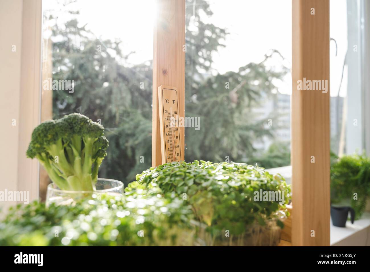 Piante verdi vegetali su scaffale con termometro alla finestra Foto Stock