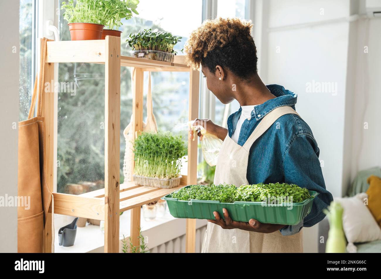 Giardiniere femmina che spruzzano la pianta fresca sullo scaffale a casa Foto Stock