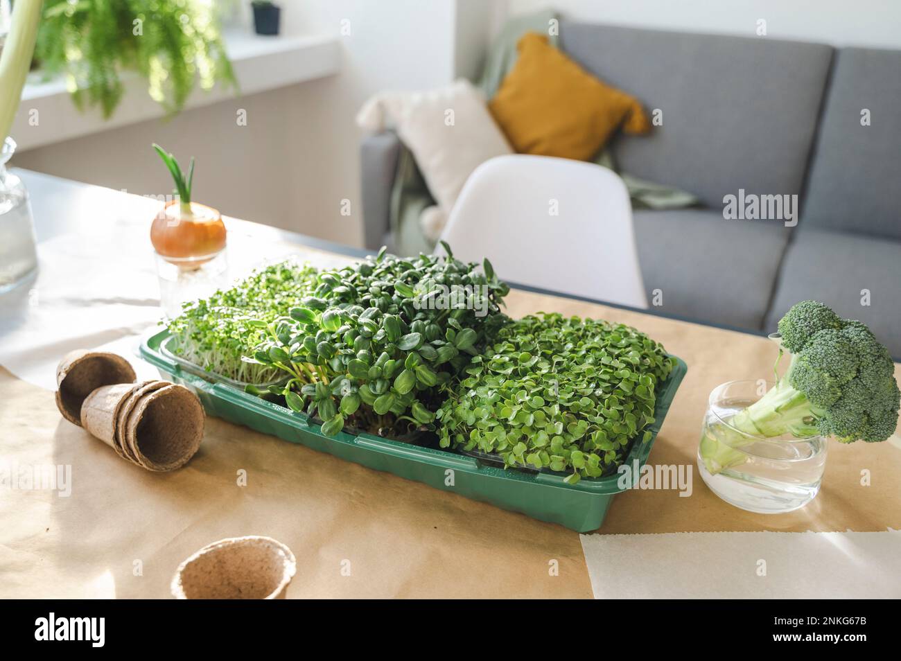 Microgreens e broccoli freschi sul tavolo a casa Foto Stock