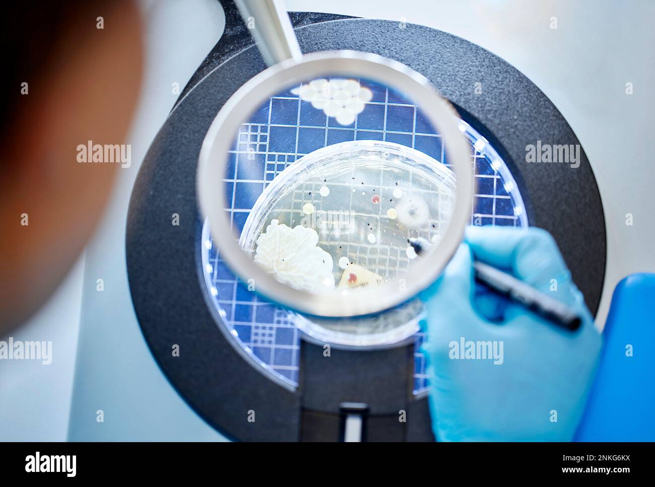 Primo piano dello scienziato che analizza un campione in un laboratorio microbiologico Foto Stock