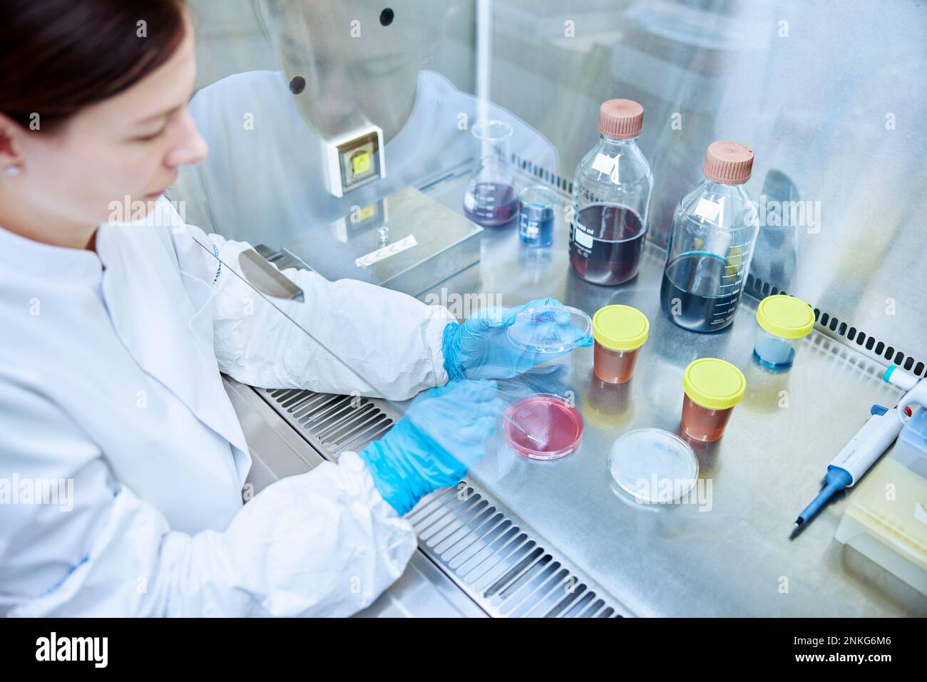Test di scienziato femminile in un laboratorio microbiologico Foto Stock