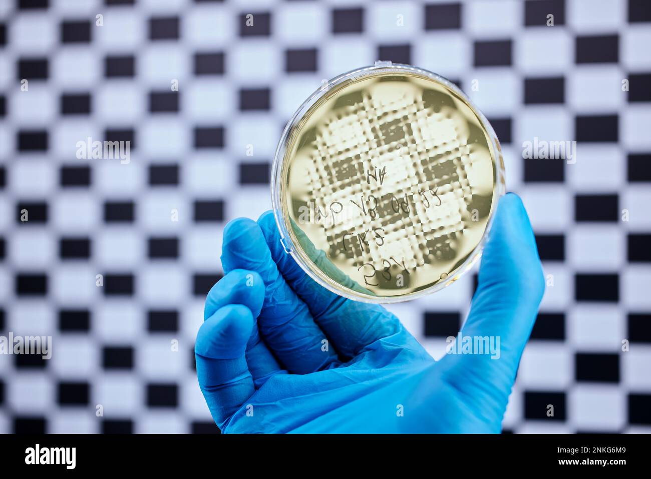 Primo piano dello scienziato che tiene la capsula di Petri in un laboratorio microbiologico Foto Stock