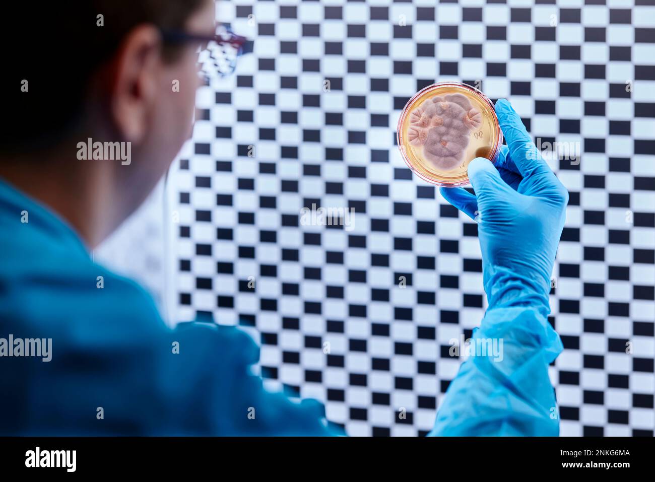 Scienziato che tiene la capsula Petri in un laboratorio microbiologico Foto Stock