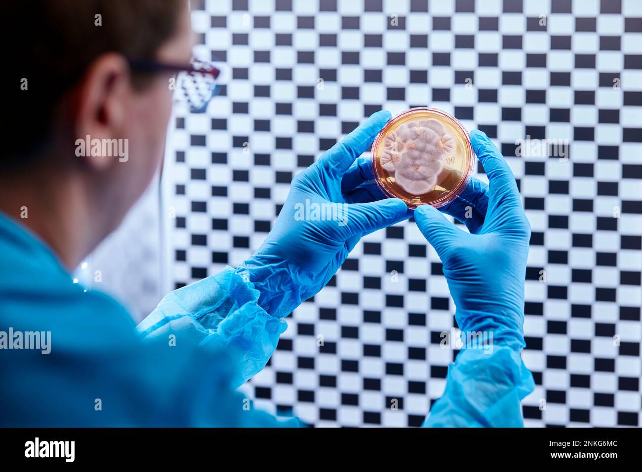 Scienziato che tiene la capsula Petri in un laboratorio microbiologico Foto Stock