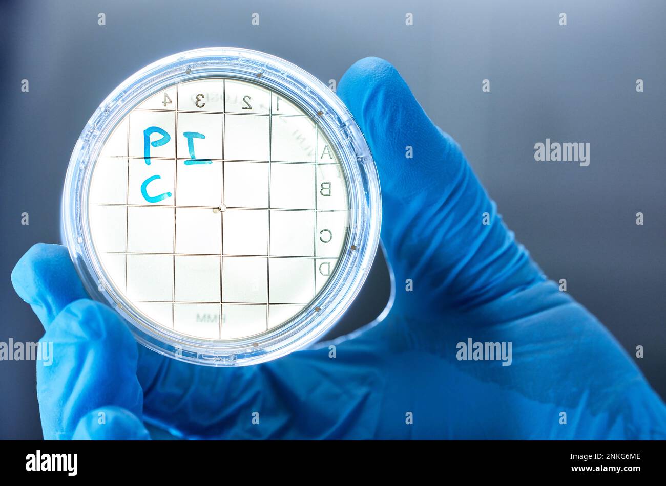 Primo piano dello scienziato che tiene la capsula di Petri in un laboratorio microbiologico Foto Stock