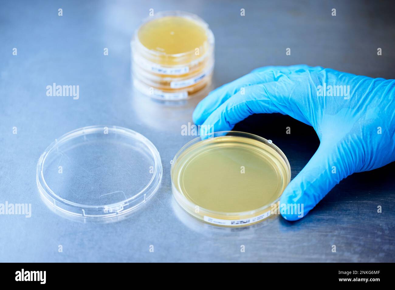 Primo piano dello scienziato che lavora su una capsula di Petri in un laboratorio microbiologico Foto Stock