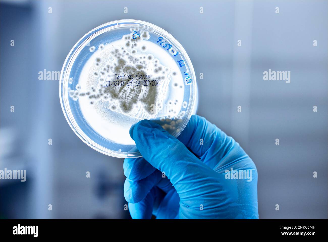 Primo piano dello scienziato che tiene la capsula di Petri in un laboratorio microbiologico Foto Stock
