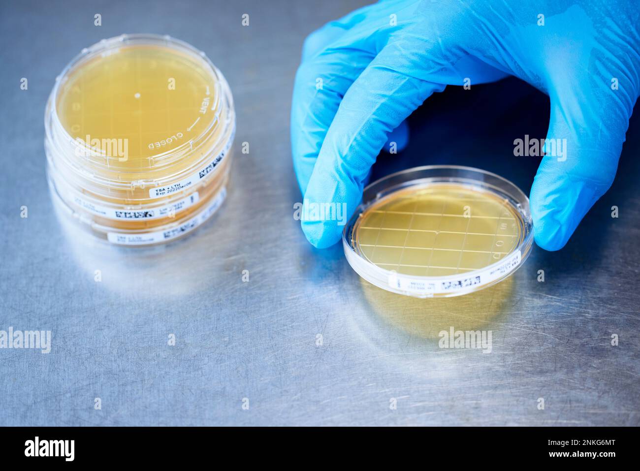 Primo piano dello scienziato che lavora su una capsula di Petri in un laboratorio microbiologico Foto Stock