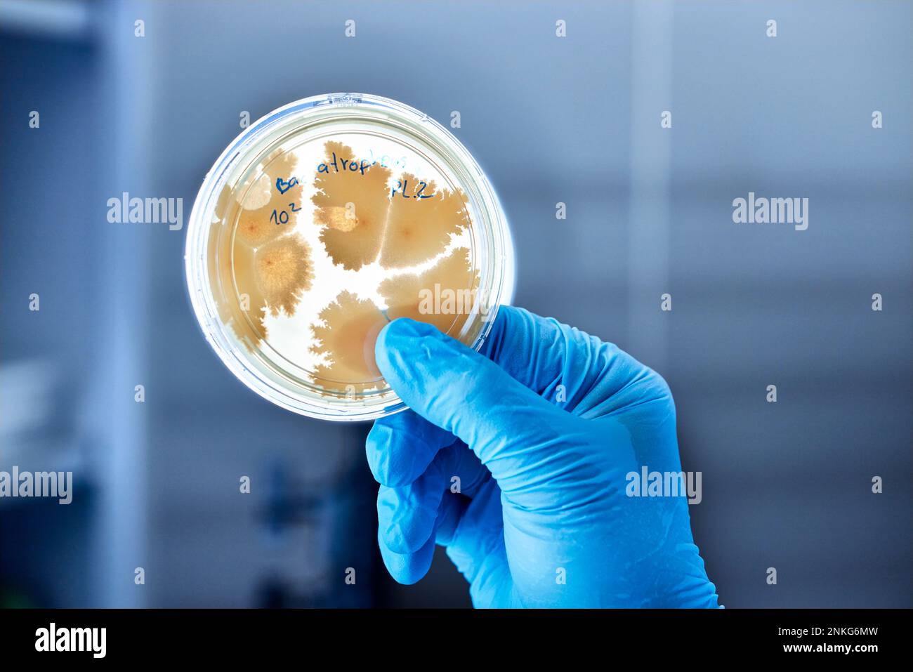 Primo piano dello scienziato che tiene la capsula di Petri in un laboratorio microbiologico Foto Stock