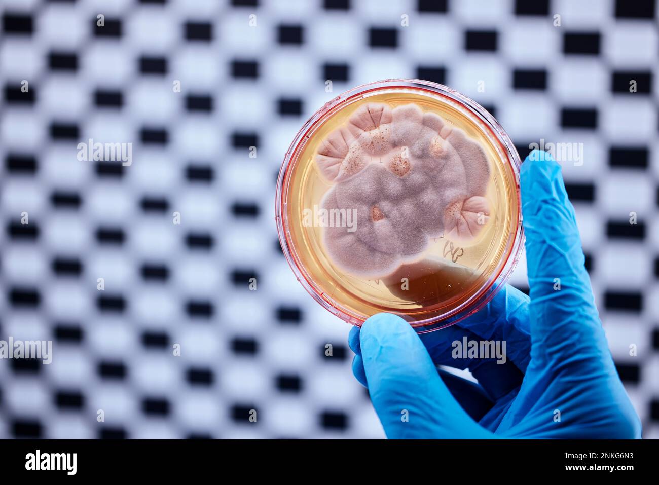 Primo piano dello scienziato che tiene la capsula di Petri in un laboratorio microbiologico Foto Stock