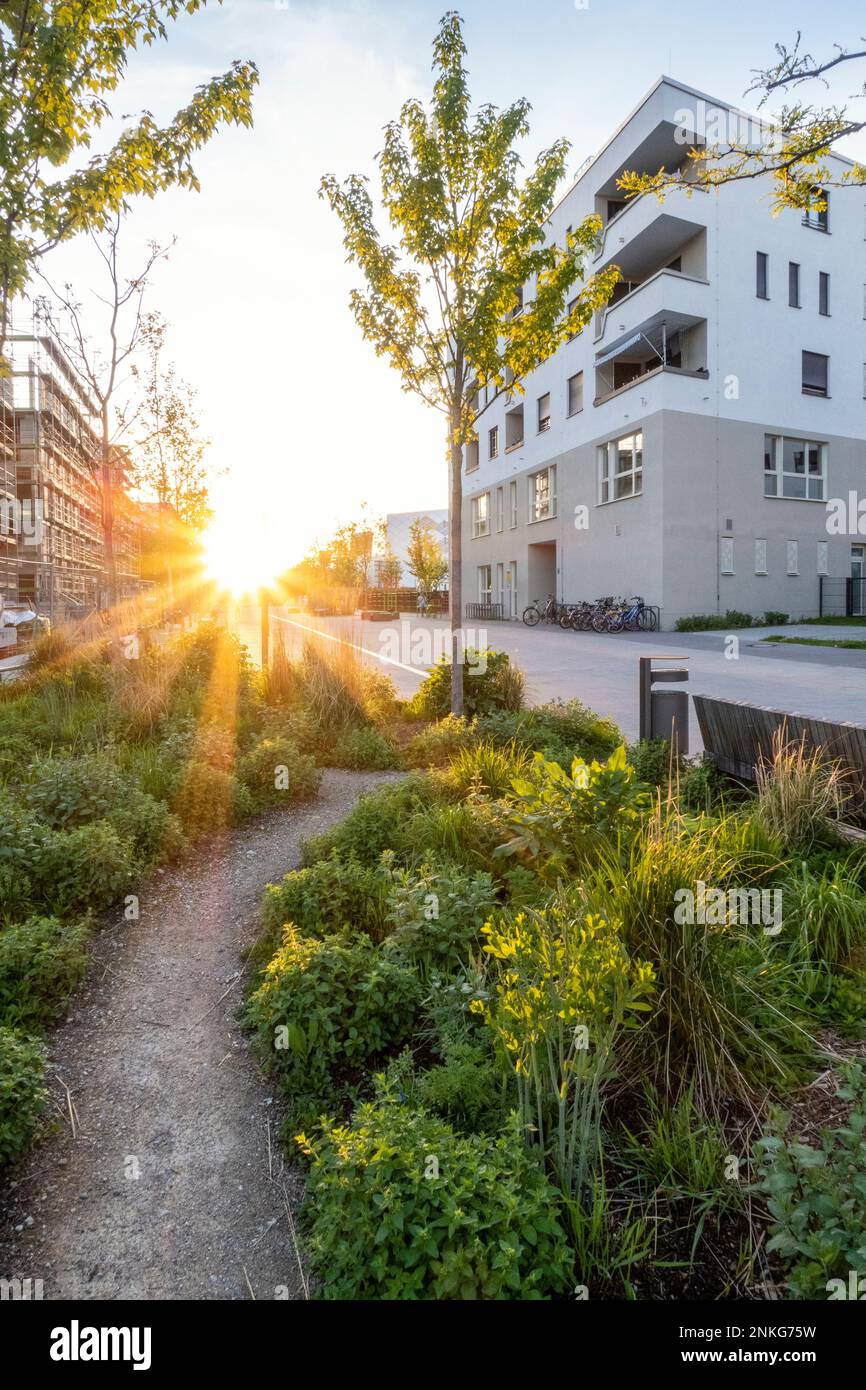Germania, Baviera, Monaco di Baviera, sentiero stretto in giardino residenziale al tramonto Foto Stock