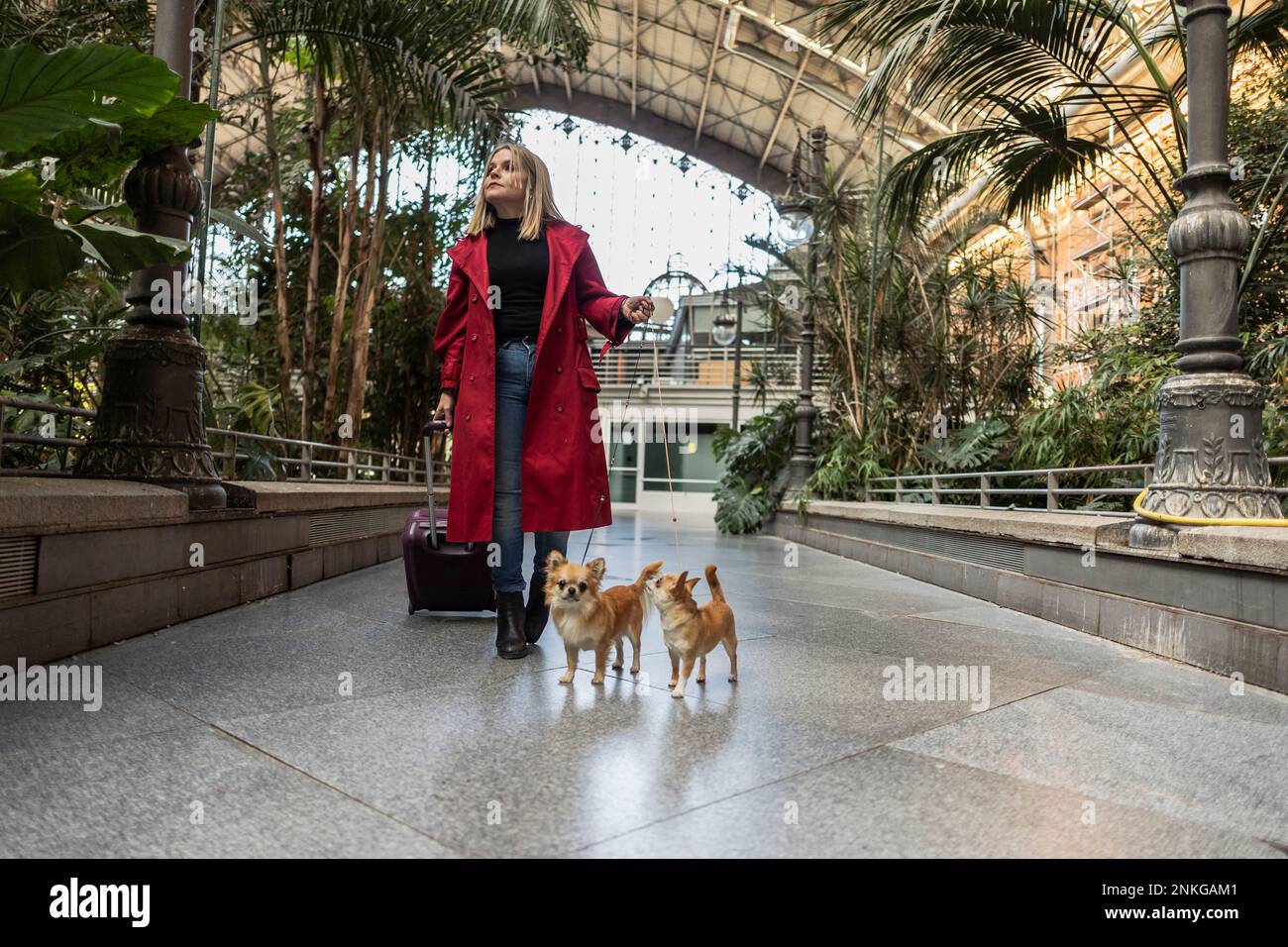 Donna matura con bagagli e cani Chihuahua a piedi sul sentiero Foto Stock