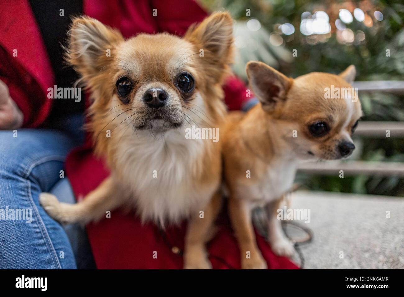 Chihuahua cani con parete donna Foto Stock