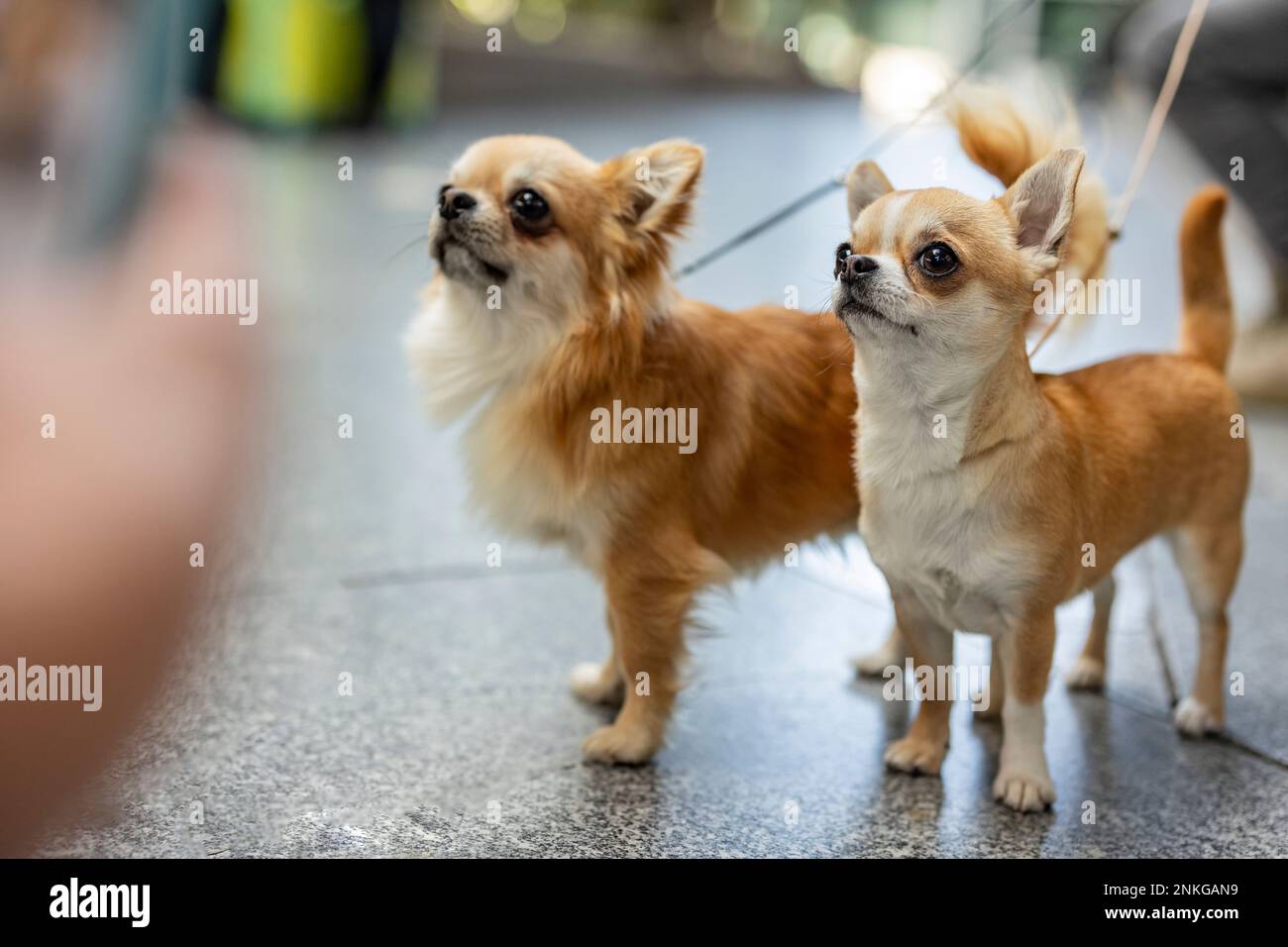 Cani Chihuahua in piedi sul sentiero Foto Stock