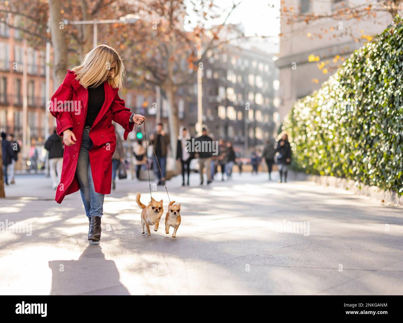 Donna matura che corre con i cani Chihuahua sul sentiero in città Foto Stock