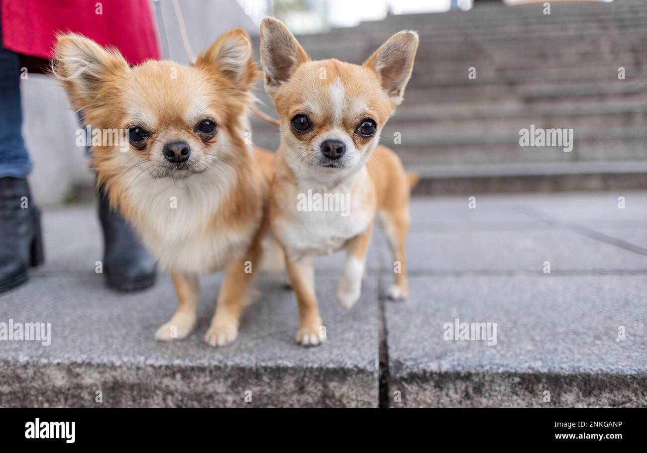 Cani Chihuahua in piedi sul sentiero Foto Stock