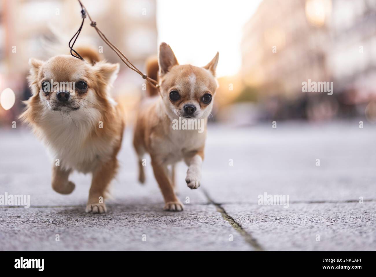 Cani Chihuahua che corrono sul sentiero Foto Stock