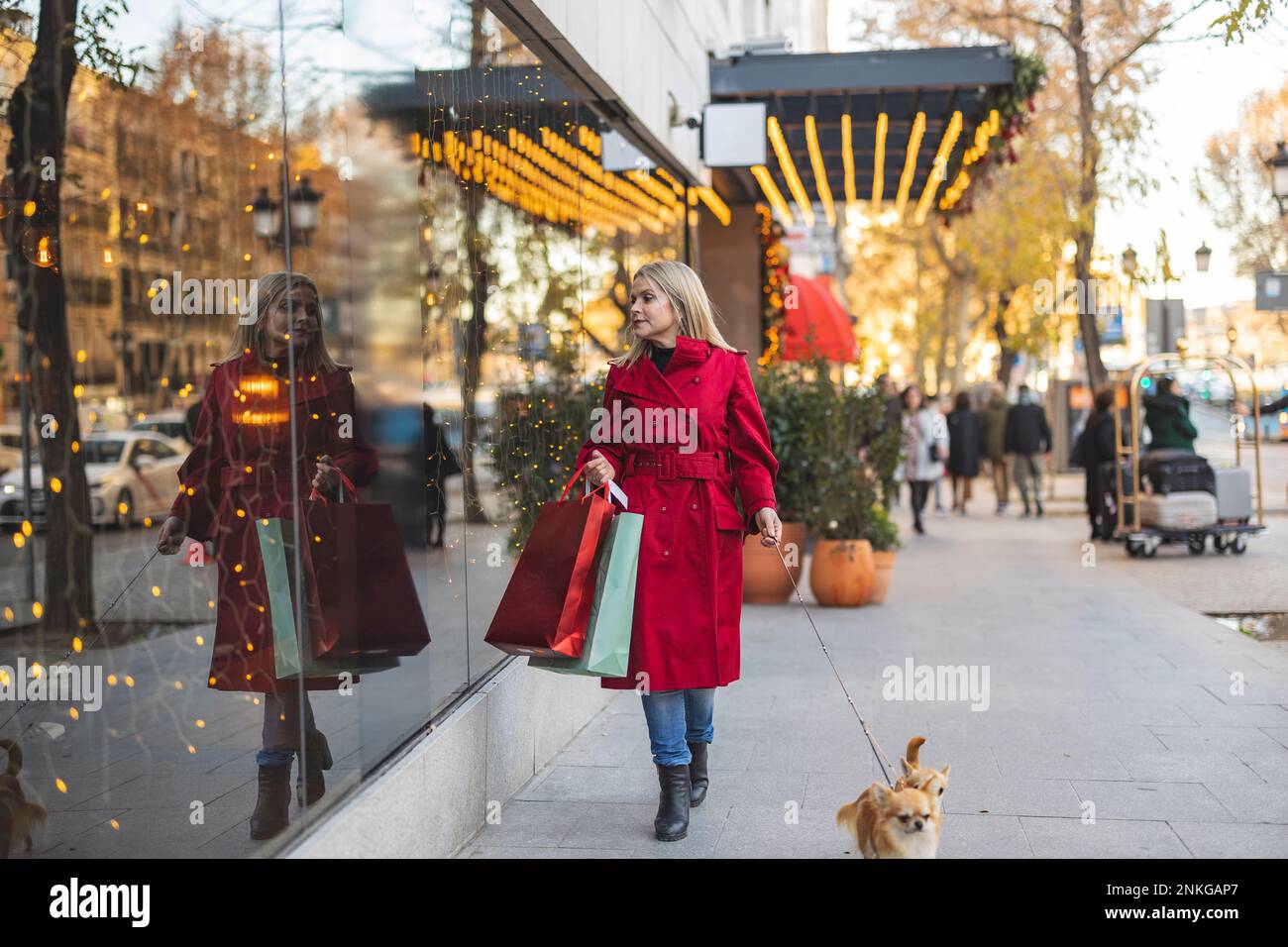 Donna matura che trasporta i sacchetti di shopping che camminano con i cani di Chihuahua sul sentiero Foto Stock