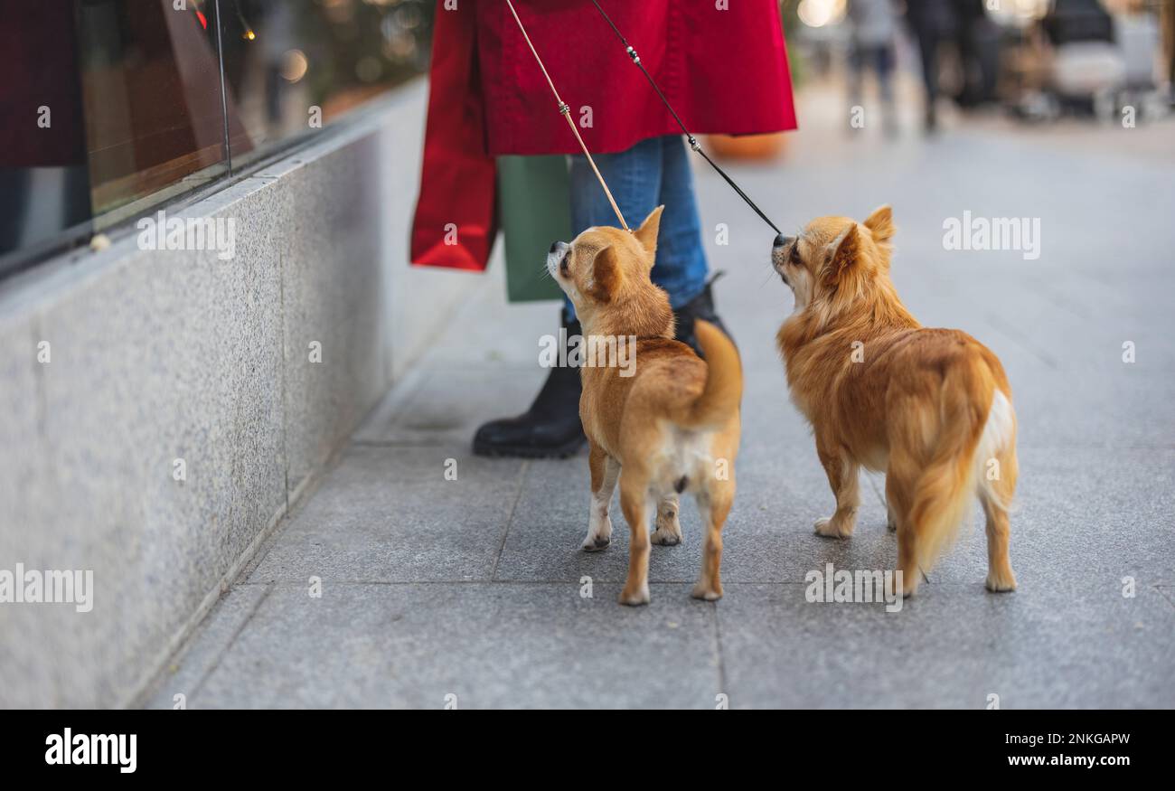 Donna con cani Chihuahua in piedi sul sentiero all'esterno del negozio Foto Stock