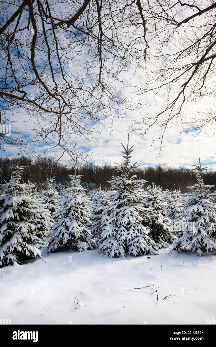 Neve fresca all'allevamento di alberi in una soleggiata giornata invernale vicino a Walhalla, Michigan, USA Foto Stock