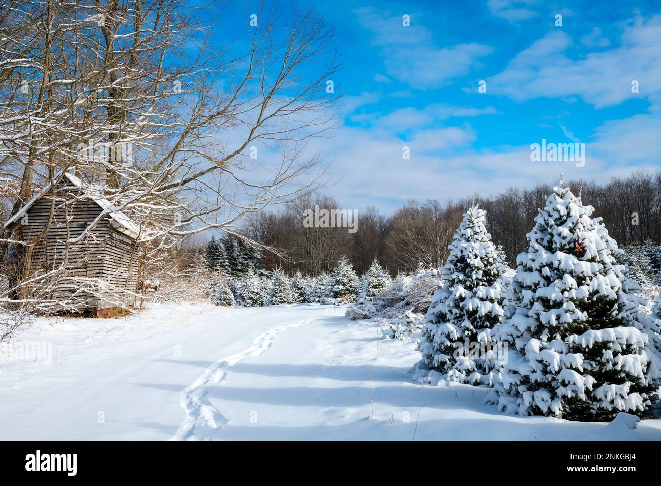 Neve fresca all'allevamento di alberi in una soleggiata giornata invernale vicino a Walhalla, Michigan, USA Foto Stock