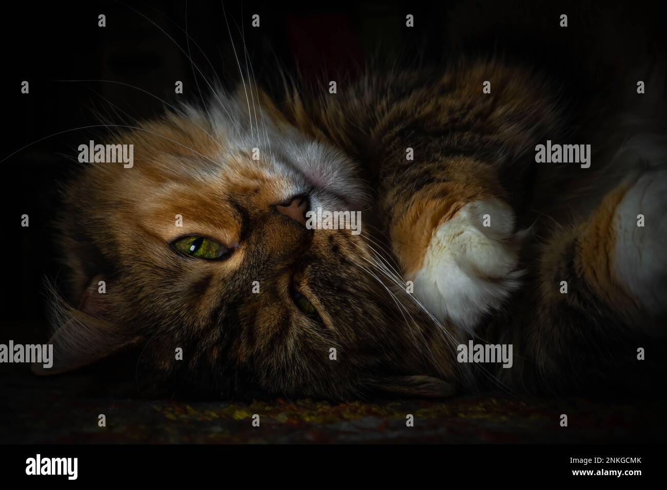 Un gatto soffice, un mix di zucca, si stende pigro sul tappeto, pronto per l'attenzione. Buon meme per il marcio viziato. Foto Stock