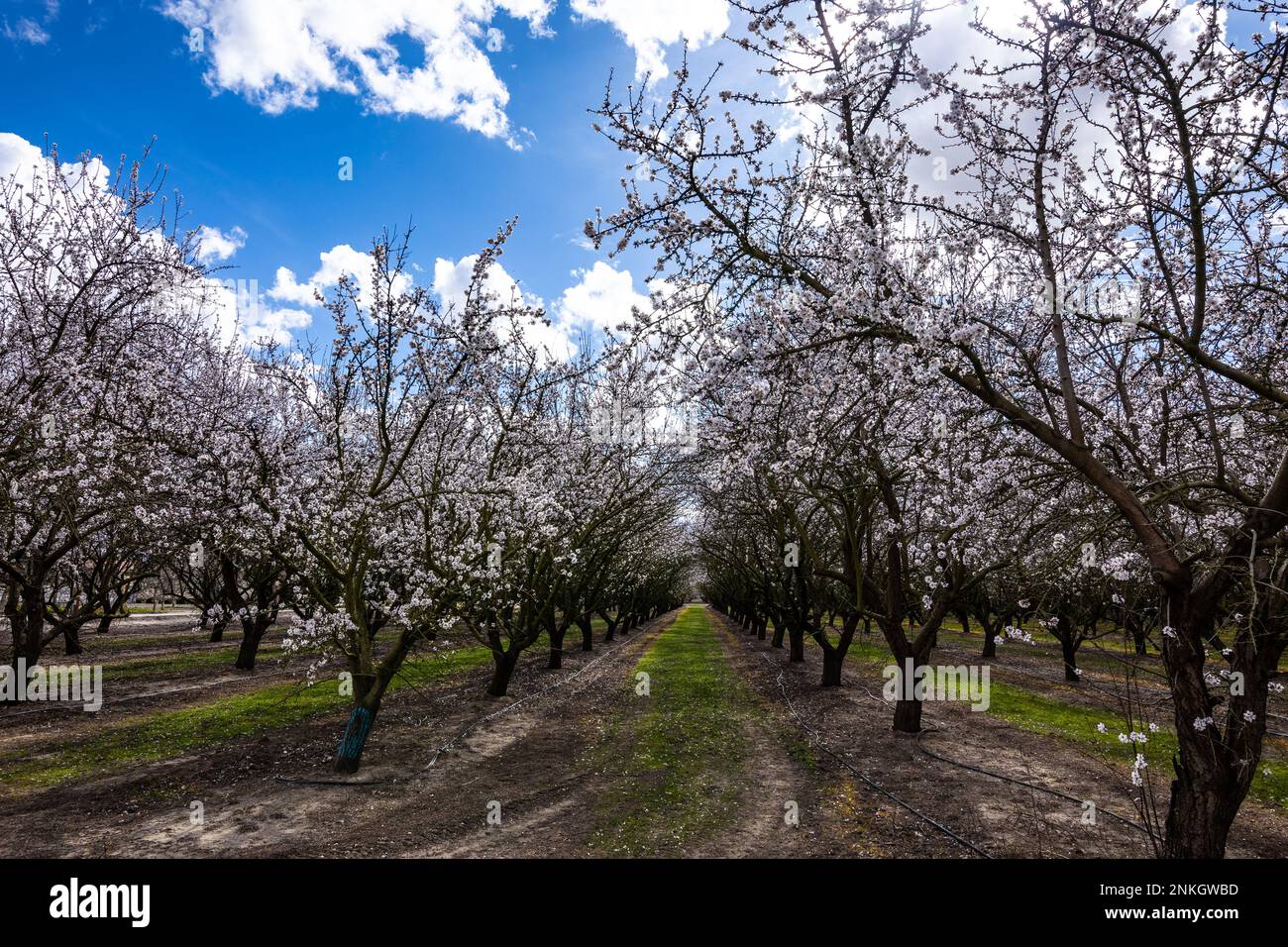 Alberi di mandorle fioriscono nel frutteto della California Central Valley nel febbraio 2023. Foto Stock