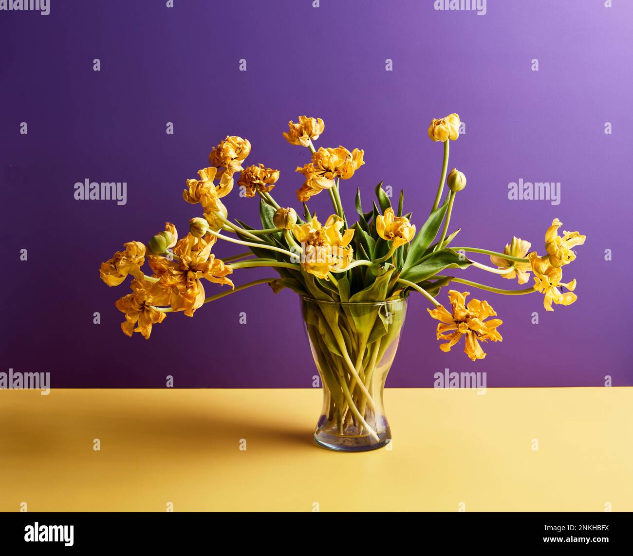Vaso di tulipani gialli su tavola su sfondo viola Foto Stock