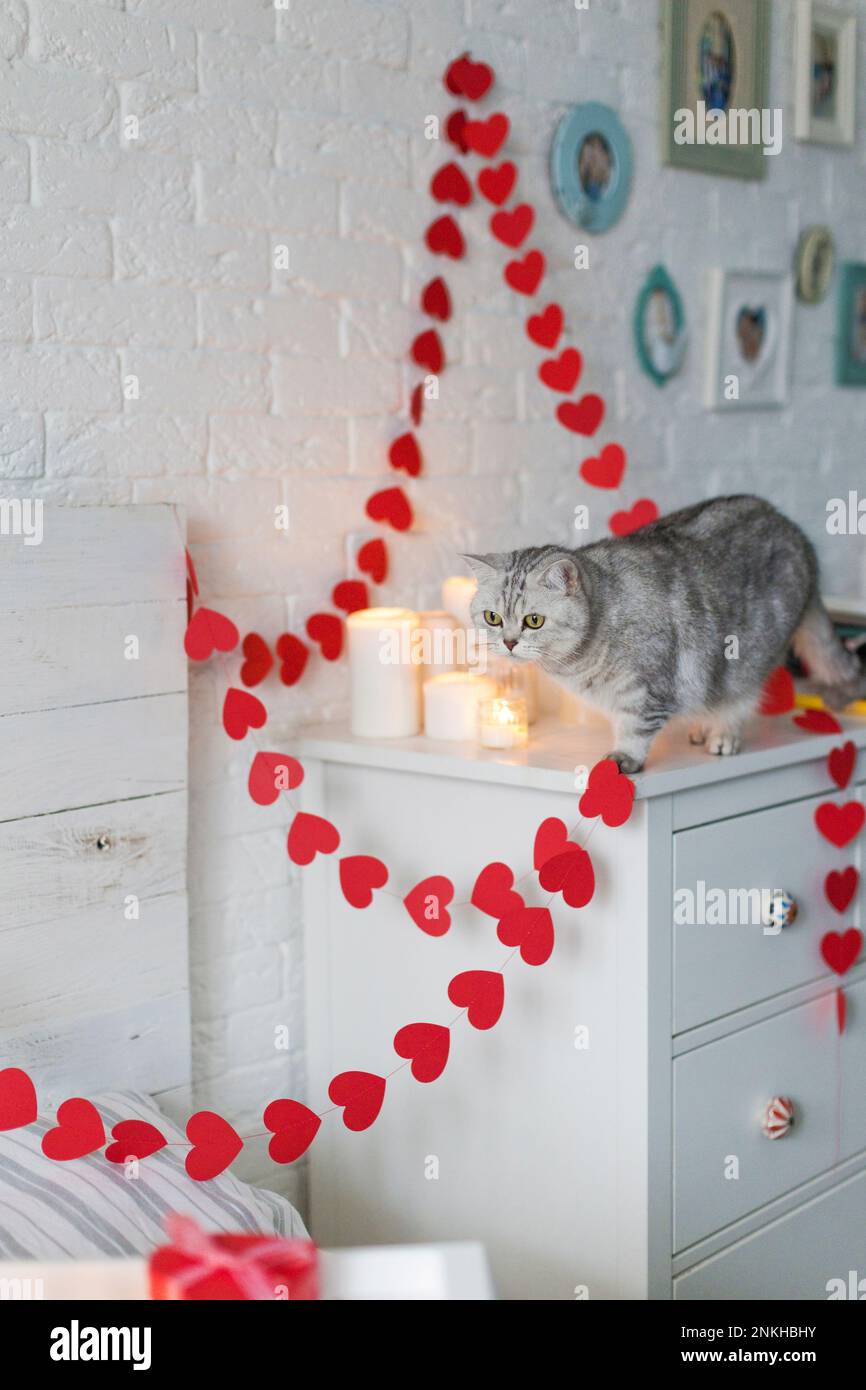 Gatto con decorazione a forma di cuore ghirland in camera da letto a casa Foto Stock
