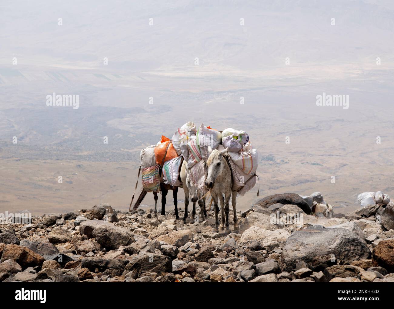 Imballare i cavalli con i bagagli in piedi su una montagna rocciosa Foto Stock
