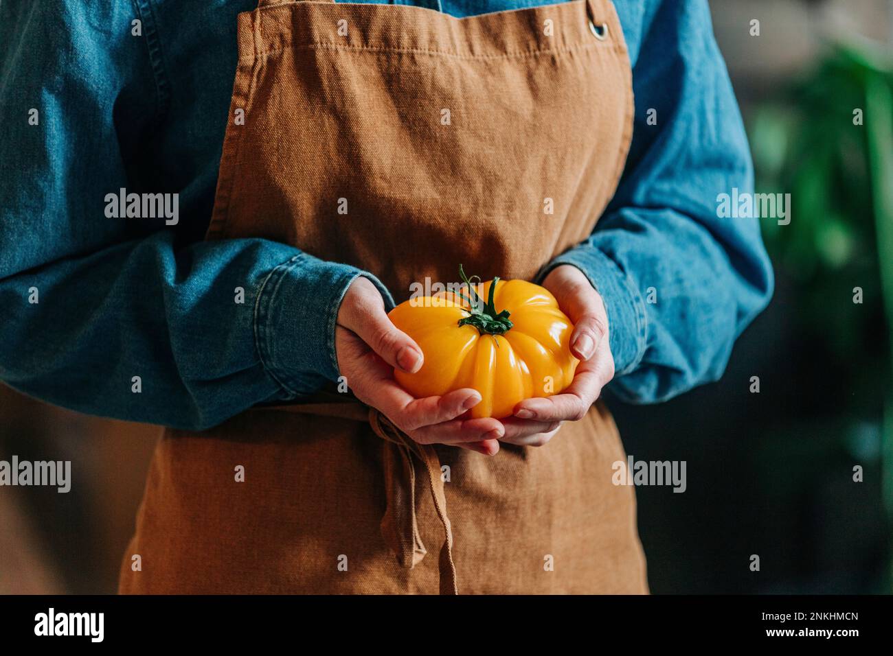 Donna che indossa grembiule che tiene fresco Heirloom pomodoro Foto Stock